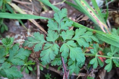 <i>Geranium robertianum</i>
