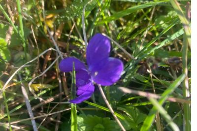 <i>Viola</i>