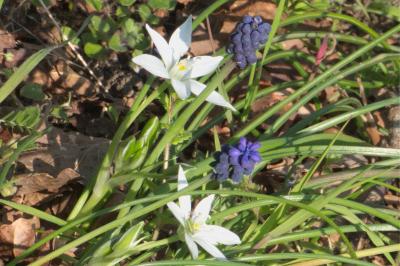 <i>Ornithogalum</i>