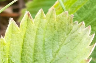 <i>Fragaria viridis</i>