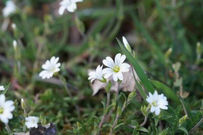 <i>Cerastium arvense</i>