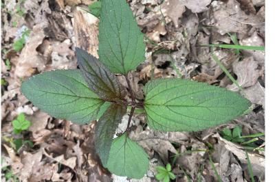 <i>Scrophularia</i>