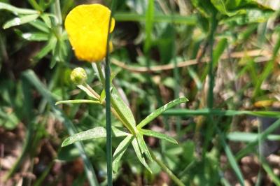 <i>Ranunculus auricomus</i>