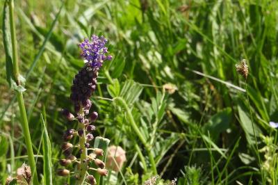 <i>Muscari comosum</i>