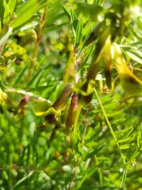 <i>Vicia melanops</i>