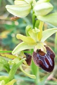 <i>Ophrys aranifera</i>
