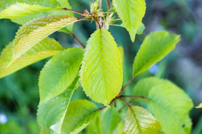<i>Prunus avium</i>