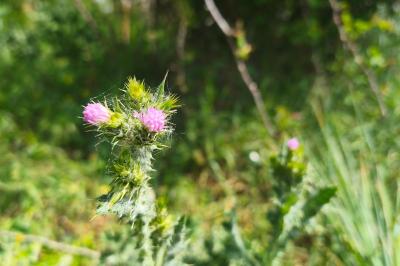 <i>Carduus tenuiflorus</i>