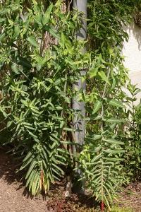 <i>Euphorbia lathyris</i>