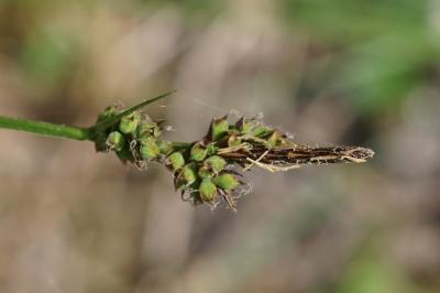 <i>Carex pilulifera</i>