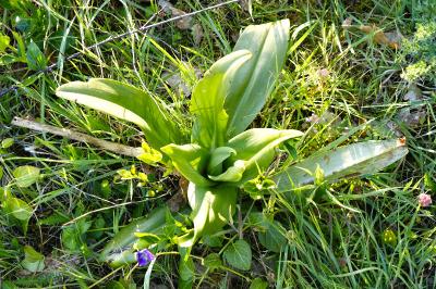 <i>Himantoglossum hircinum</i>