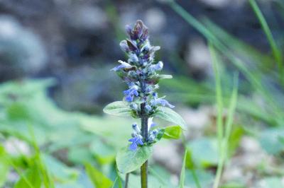 <i>Ajuga reptans</i>