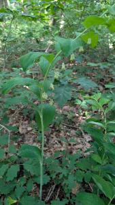 <i>Polygonatum multiflorum</i>
