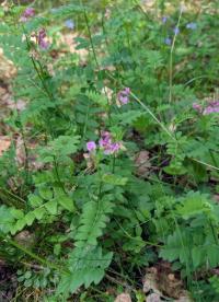 <i>Vicia sepium</i>