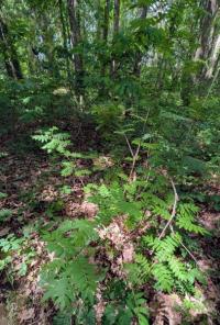 <i>Sorbus aucuparia</i>