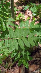 <i>Sorbus aucuparia</i>