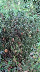 <i>Ruscus aculeatus</i>