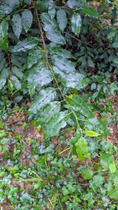 <i>Prunus lusitanica</i>