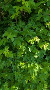 <i>Acer campestre</i>
