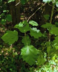 <i>Torminalis glaberrima</i>