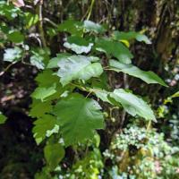 <i>Torminalis glaberrima</i>