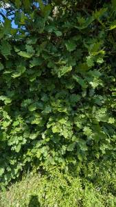 <i>Quercus pubescens</i>