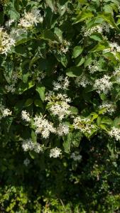 <i>Cornus sanguinea</i>