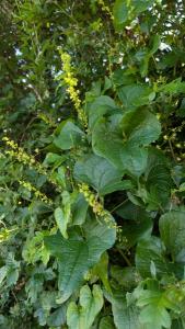 <i>Dioscorea communis</i>