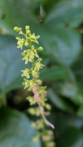 <i>Dioscorea communis</i>