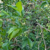 <i>Euonymus europaeus</i>