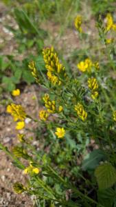 <i>Genista tinctoria</i>