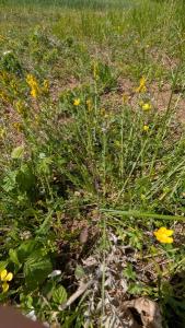 <i>Genista tinctoria</i>