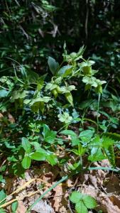 <i>Helleborus foetidus</i>