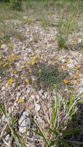 <i>Hippocrepis comosa</i>