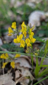 <i>Hippocrepis comosa</i>