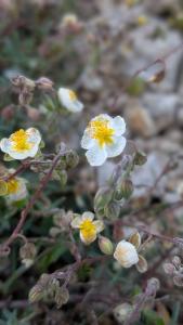 <i>Helianthemum apenninum</i>