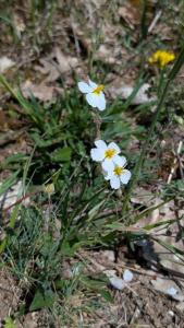 <i>Helianthemum apenninum</i>