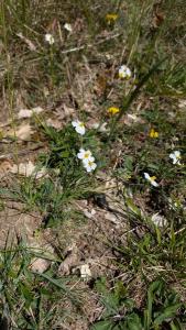 <i>Helianthemum apenninum</i>