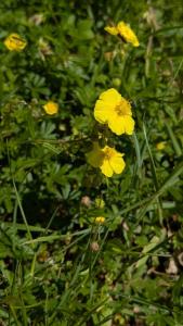 <i>Helianthemum nummularium</i>