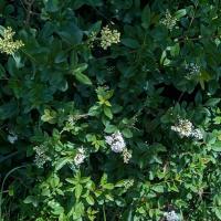 <i>Ligustrum vulgare</i>