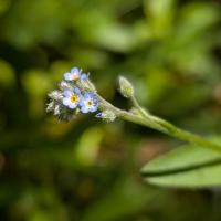 <i>Myosotis arvensis</i>