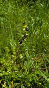 <i>Ophrys aranifera</i>