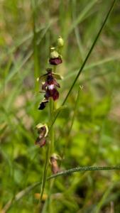 <i>Ophrys insectifera</i>