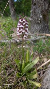 <i>Orchis purpurea</i>