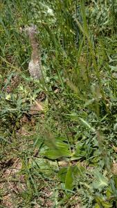 <i>Plantago media</i>