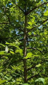 <i>Ulmus minor</i>