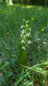 <i>Platanthera chlorantha</i>