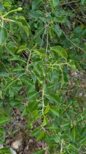 <i>Prunus mahaleb</i>
