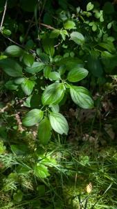 <i>Rhamnus cathartica</i>