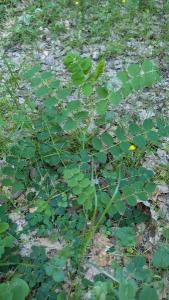 <i>Astragalus glycyphyllos</i>